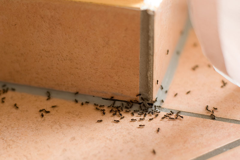 Pest Control Services