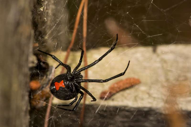 Pest Control Services