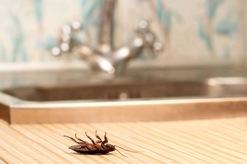 Pest Control Services