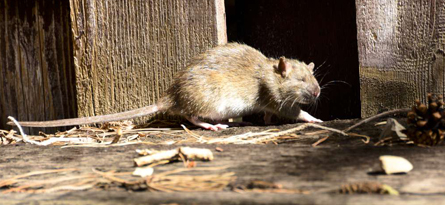 Rodents