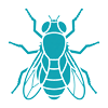 Flies