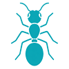Ants