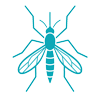 Mosquito