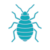 Bed Bugs