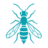 Wasp